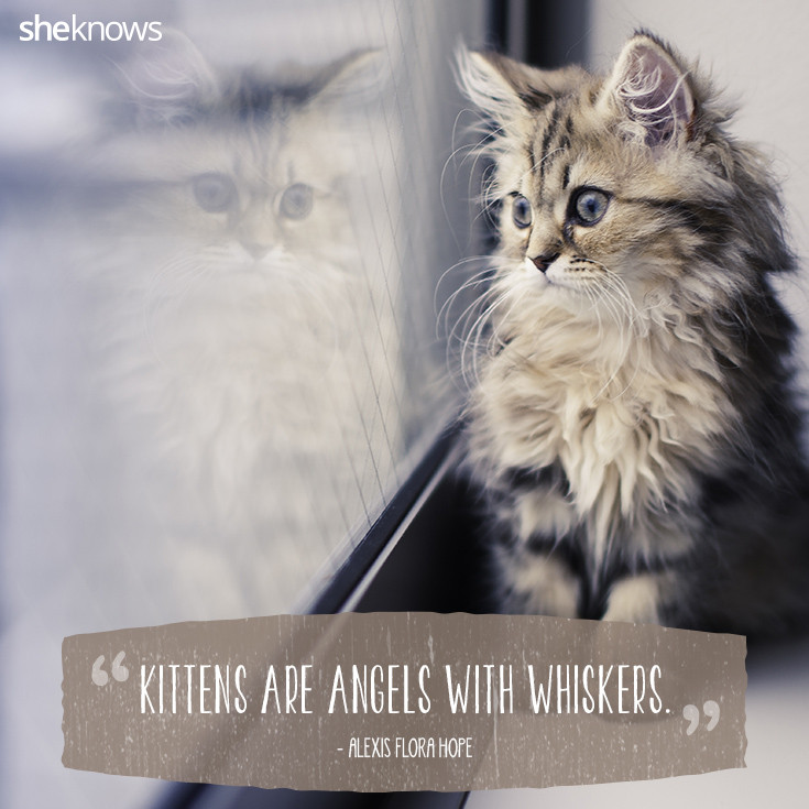 Cat Love Quote
 50 Cat Quotes That ly Feline Lovers Would Understand
