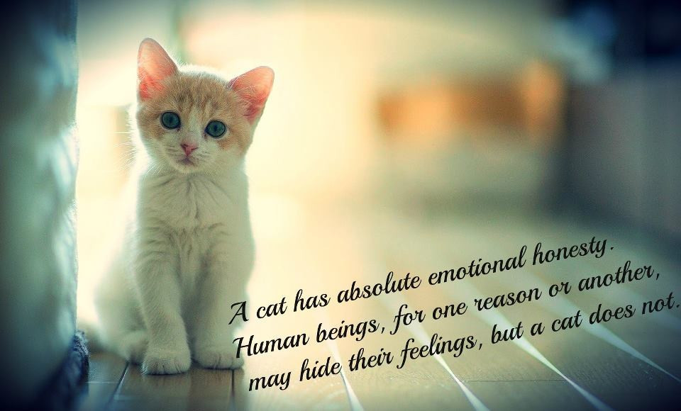 Cat Love Quote
 Quotes about Cat Love 71 quotes