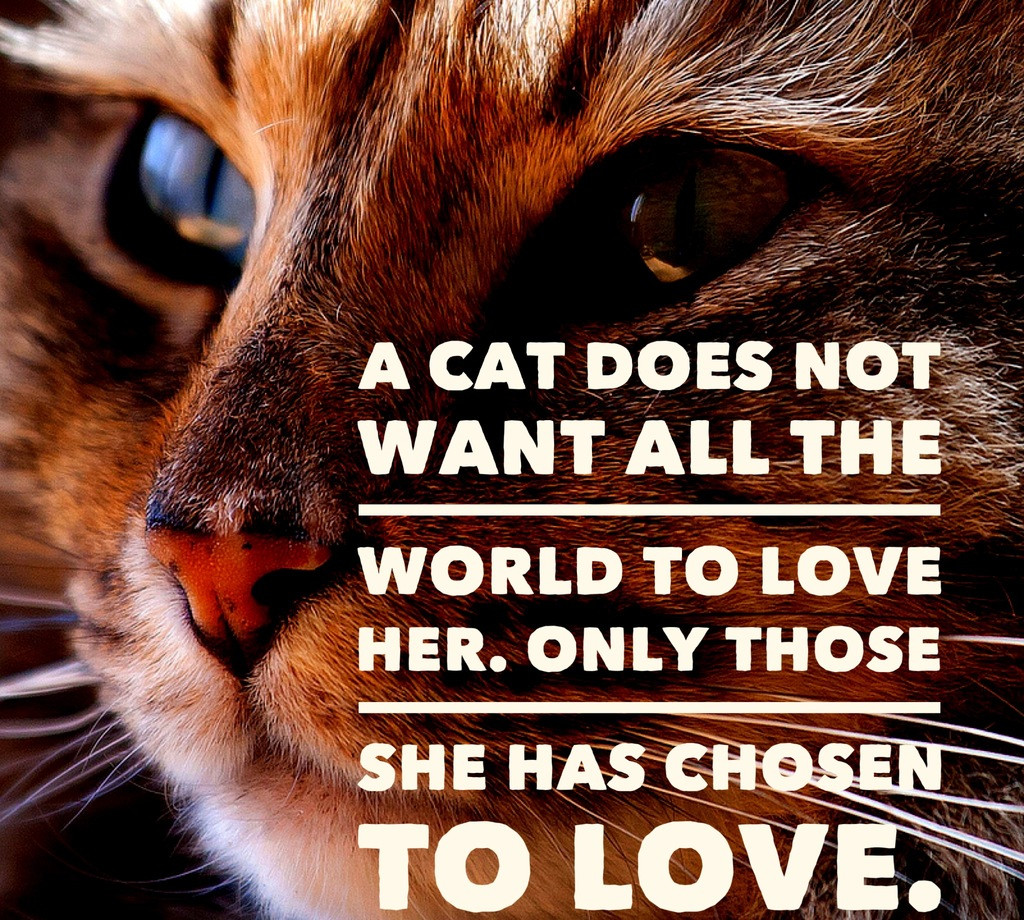Cat Love Quote
 Cat Quotes 25 Sayings ly Cat Lovers will Understand