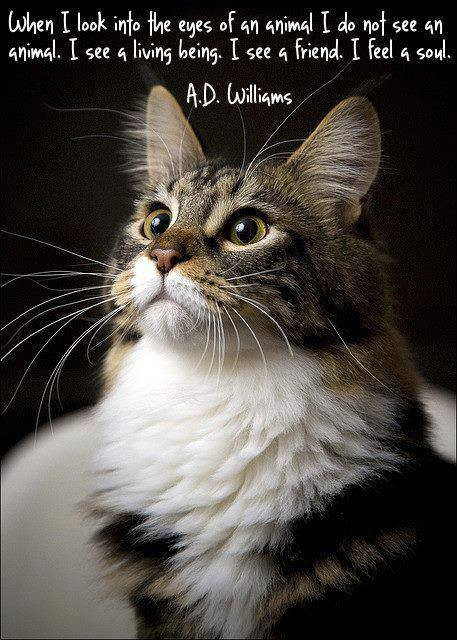 Cat Love Quote
 Quotes About Life Funny Cat QuotesGram