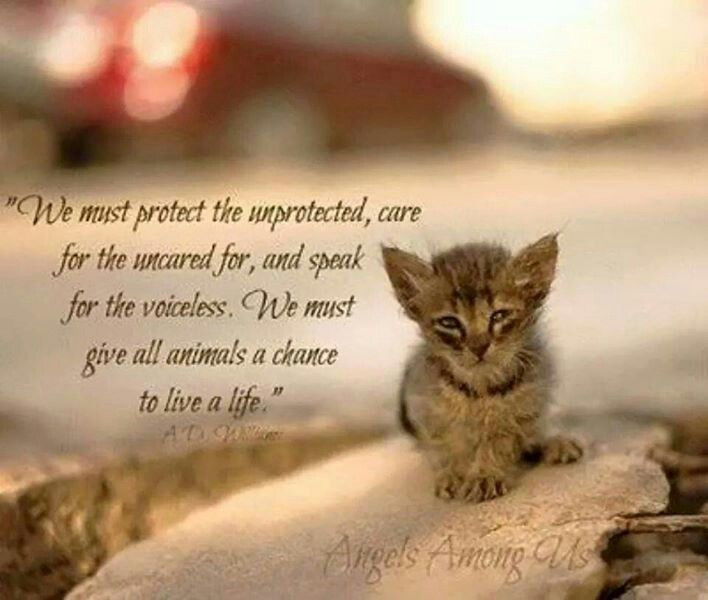 Cat Love Quote
 17 Best images about Cute kittens on Pinterest