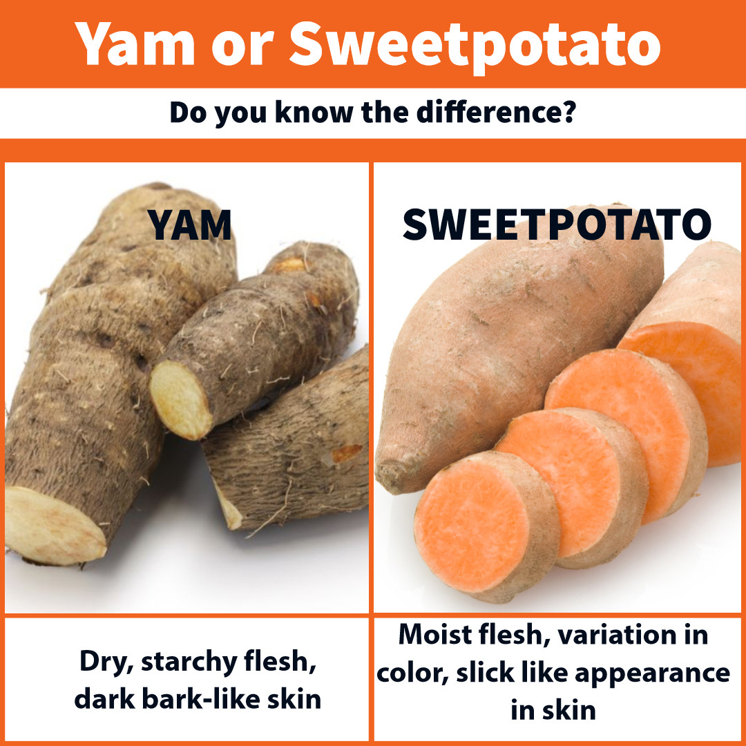 Difference Between Yams And Sweet Potato
 What Is The Difference Between A Sweetpotato And A Yam