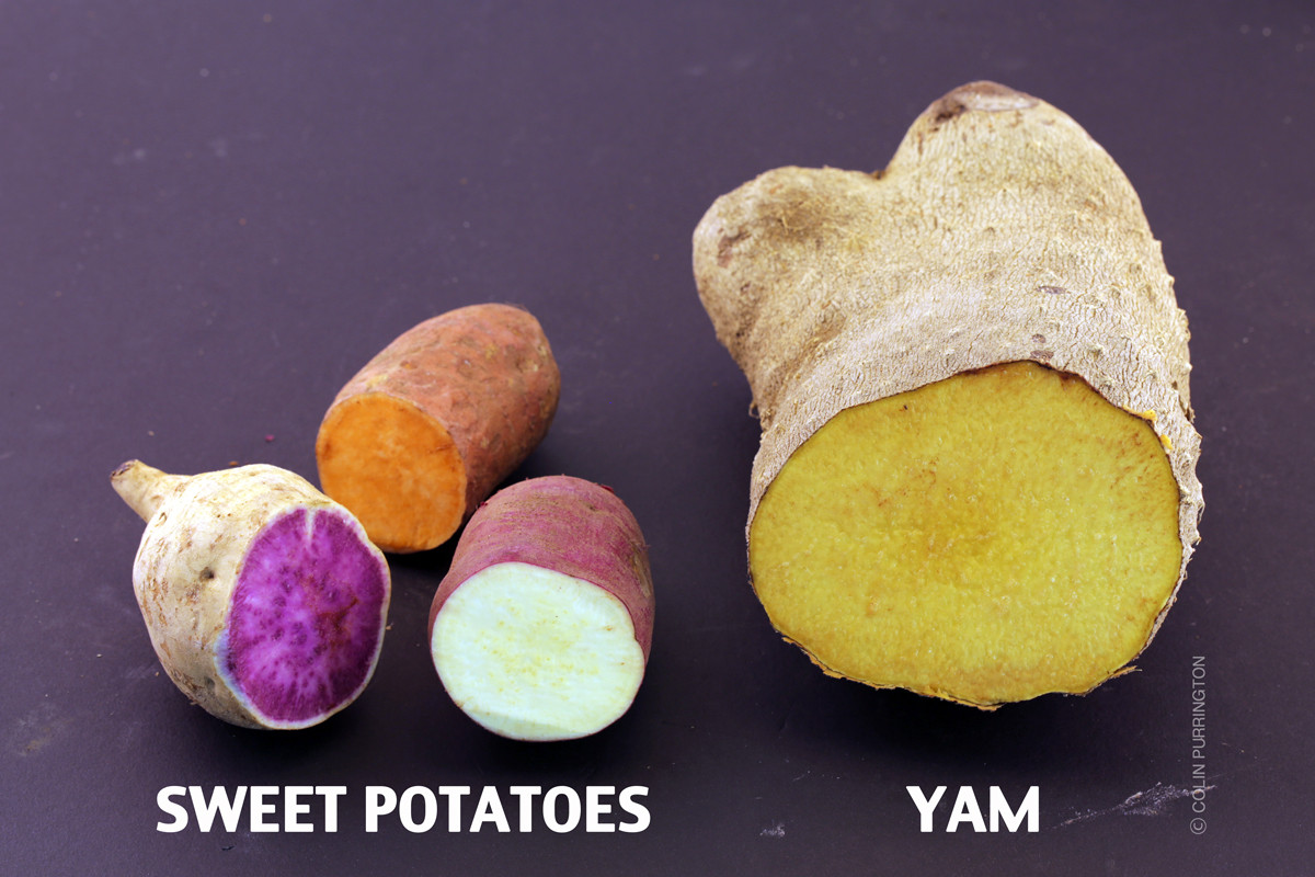 Difference Between Yams And Sweet Potato
 What s the difference between a sweet potato and a yam