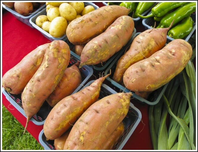 Difference Between Yams And Sweet Potato
 Database Error
