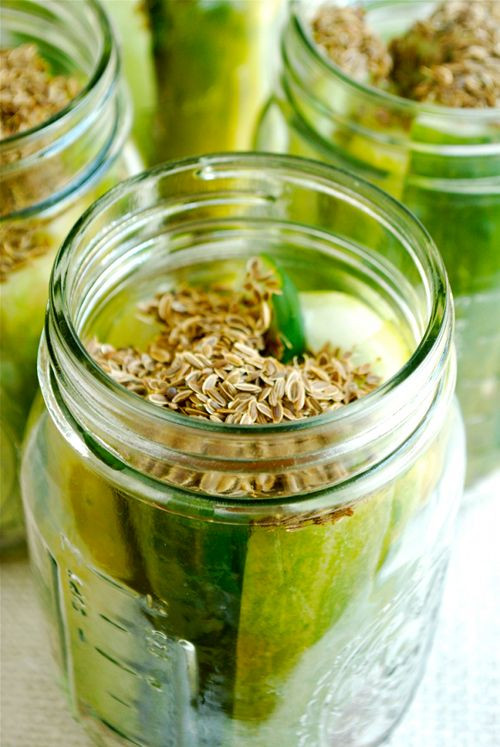 Dill Pickles Recipe For Canning
 Homemade Dill Pickles Recipe