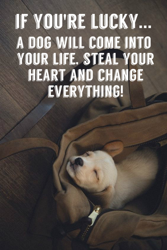 Dogs Love Quotes
 15 Inspirational Quotes All Dog Lovers Should Know • Page