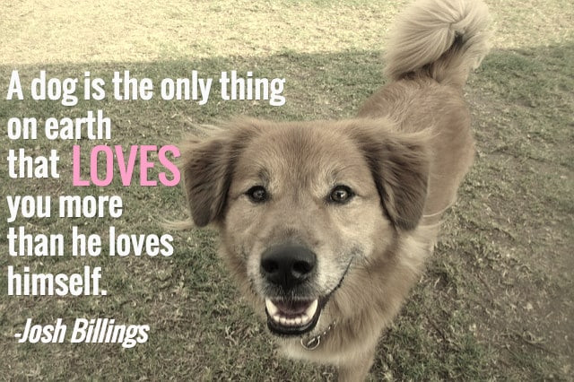 Dogs Love Quotes
 25 Dog Quotes With
