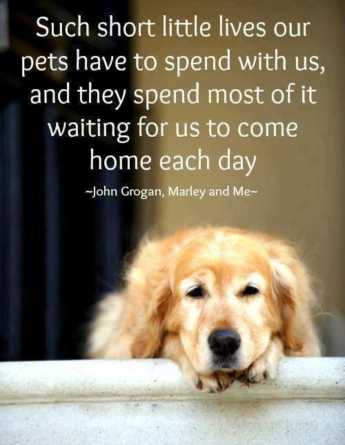 Dogs Love Quotes
 Tuesday Quotes This one is for the dogs