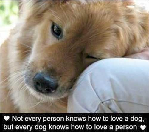 Dogs Love Quotes
 Quotes about dogs
