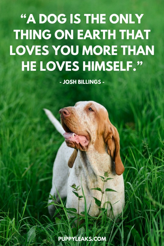 Dogs Love Quotes
 100 of the Best Dog Inspired Quotes Puppy Leaks