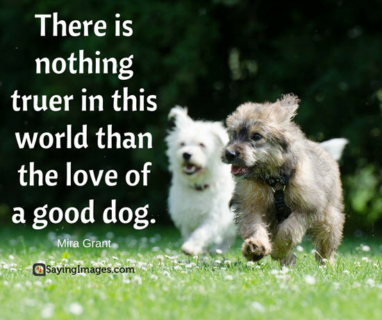 Dogs Love Quotes
 50 Dog Quotes For People Who Love Dogs