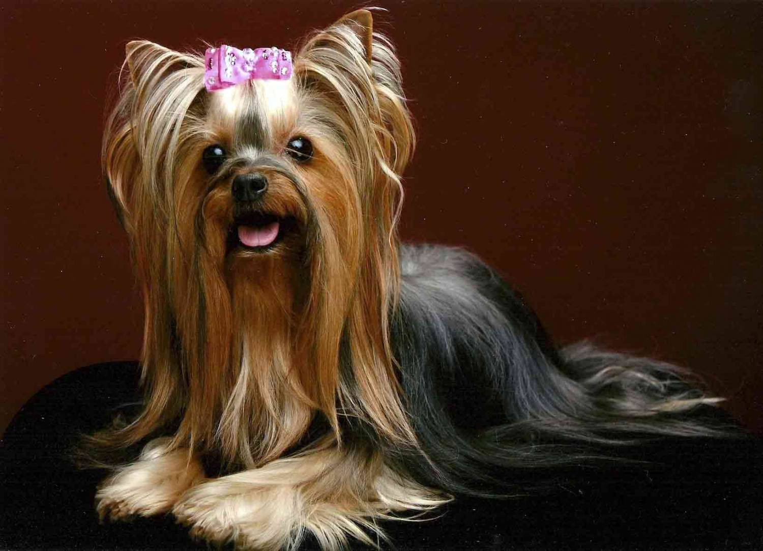 Female Yorkie Haircuts
 Yorkie haircuts for males and females 60 pictures
