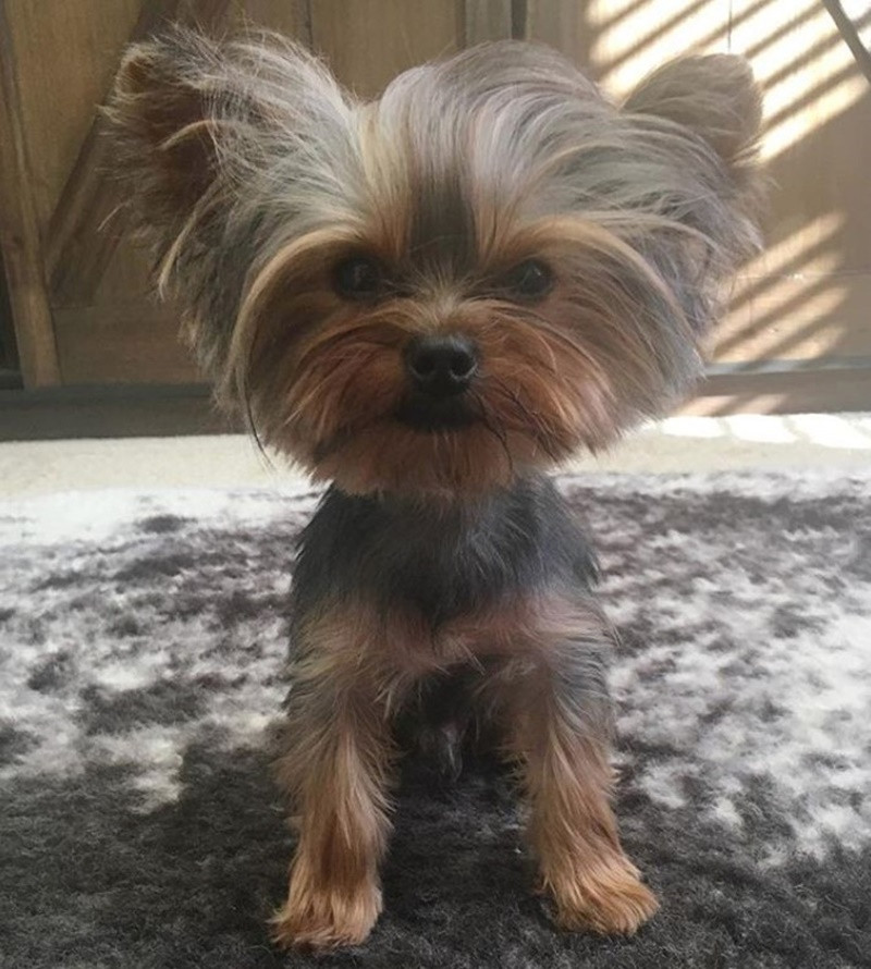 Female Yorkie Haircuts
 80 Adorable Yorkie Haircuts For Your Puppy