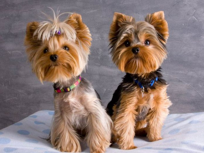 Female Yorkie Haircuts
 Top 35 Latest Yorkie Haircuts Yorkshire Terrier