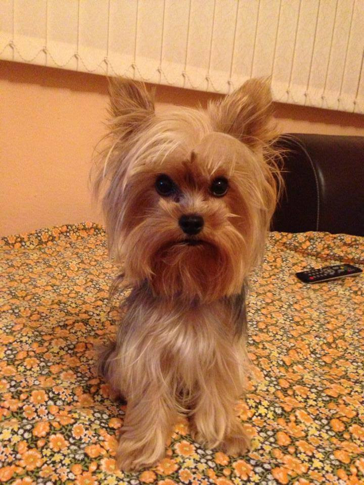 Female Yorkie Haircuts
 Yorkie haircuts for males and females 60 pictures