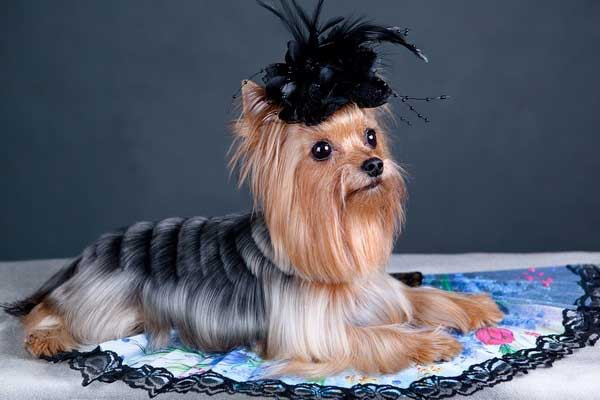 Female Yorkie Haircuts
 100 Yorkie Haircuts for Males Females Yorkshire