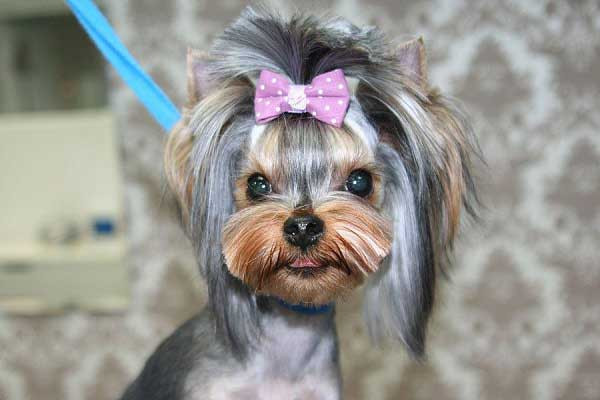 Female Yorkie Haircuts
 100 Yorkie Haircuts for Males Females Yorkshire