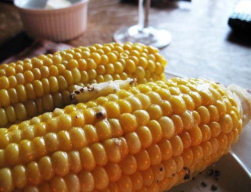 Microwave Corn On Cob
 How to Cook Corn on the Cob in the Microwave