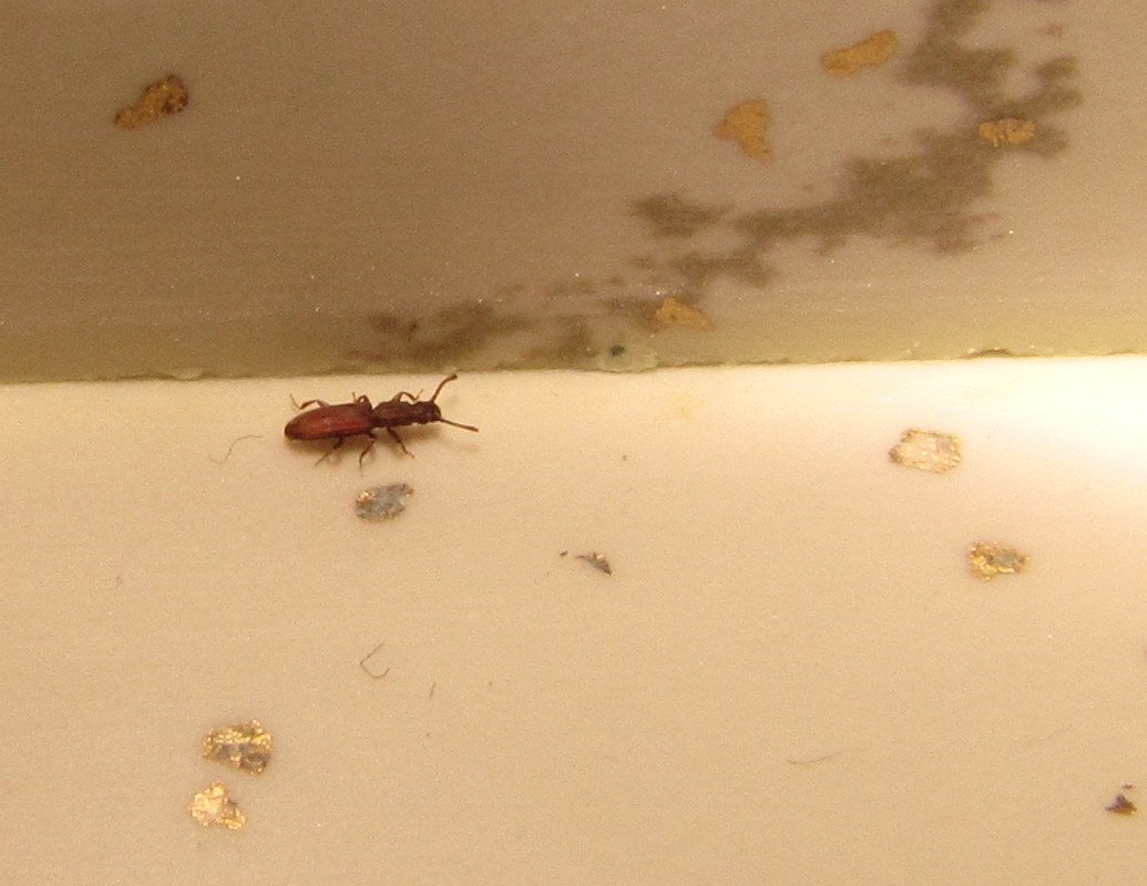 Small Bugs In Kitchen
 Bug Eric Merchant Grain Beetle