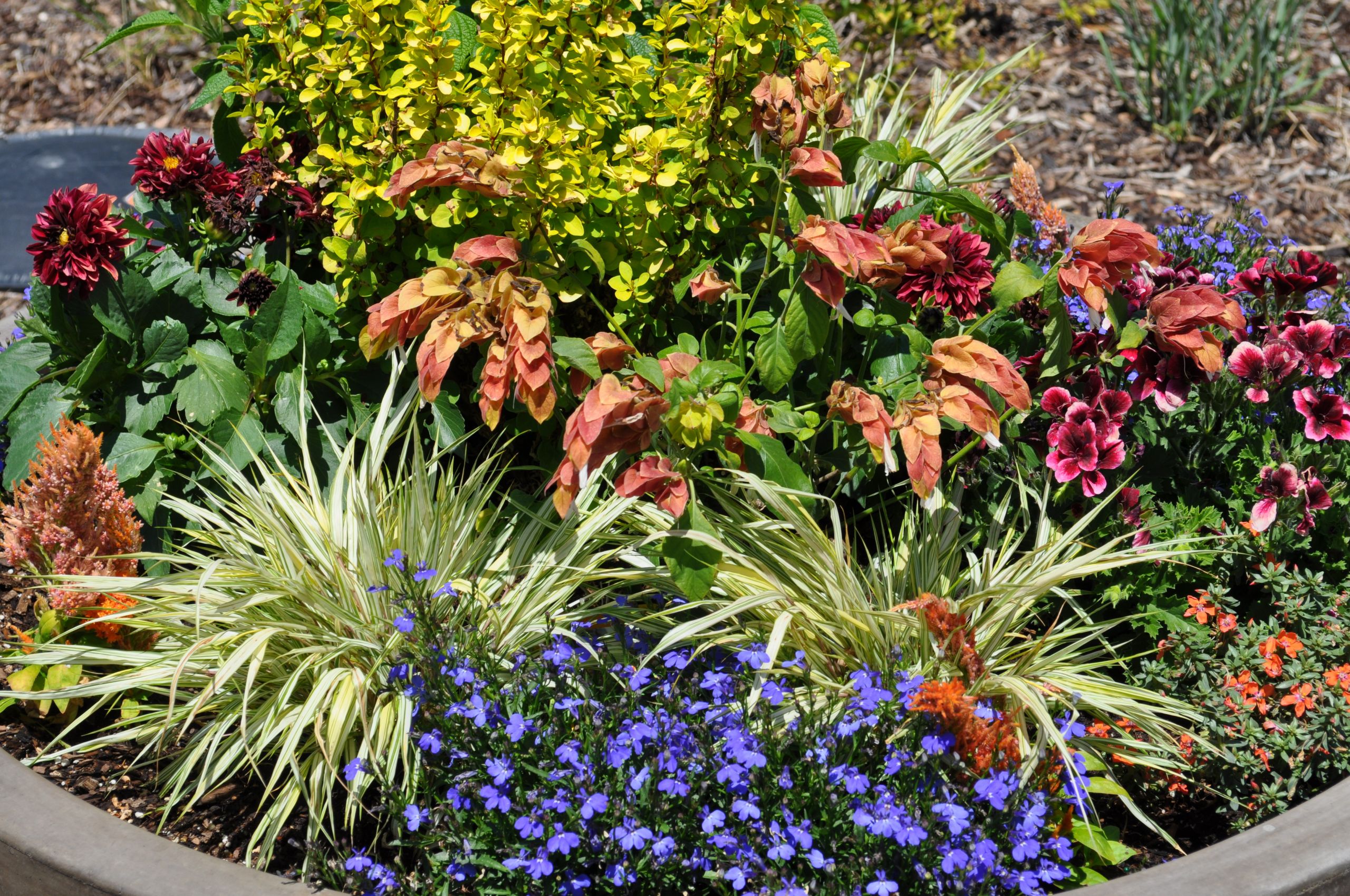 Summer Planting Ideas
 Summer Container Pots by Conservation Garden Park