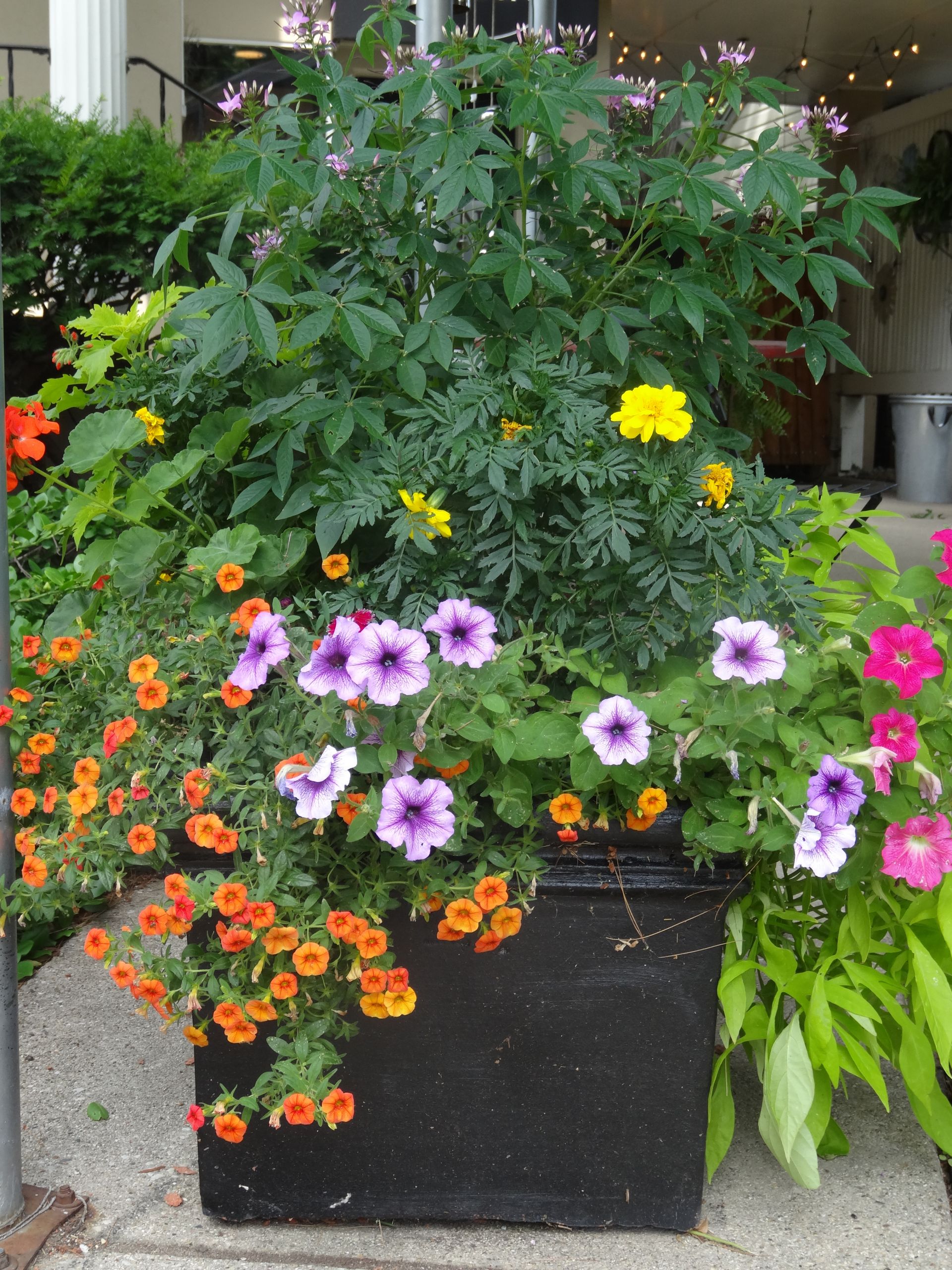 Summer Planting Ideas
 Container garden ideas a touch of hot color