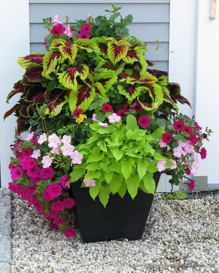 Summer Planting Ideas
 HeyPlantMan Exotic Tropical Plants from St Pete FL