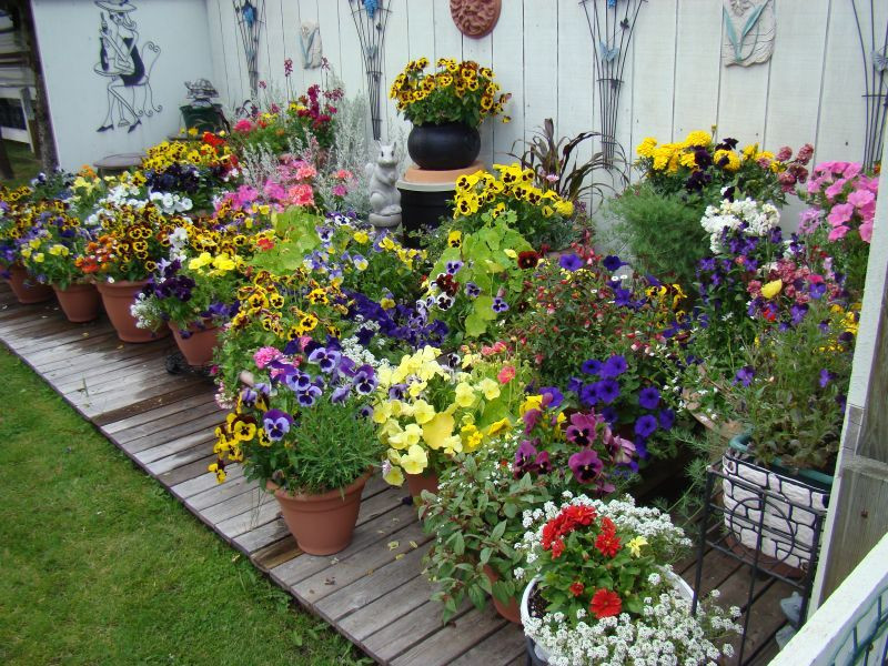 Summer Planting Ideas
 Container Gardening Ideas For Summer – Wilson Rose Garden