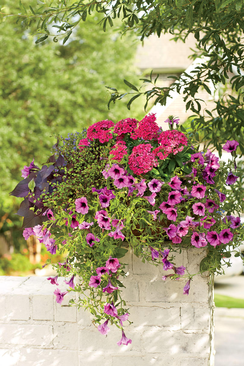 Summer Planting Ideas
 Summer Container Gardens We re Obsessing Over Southern