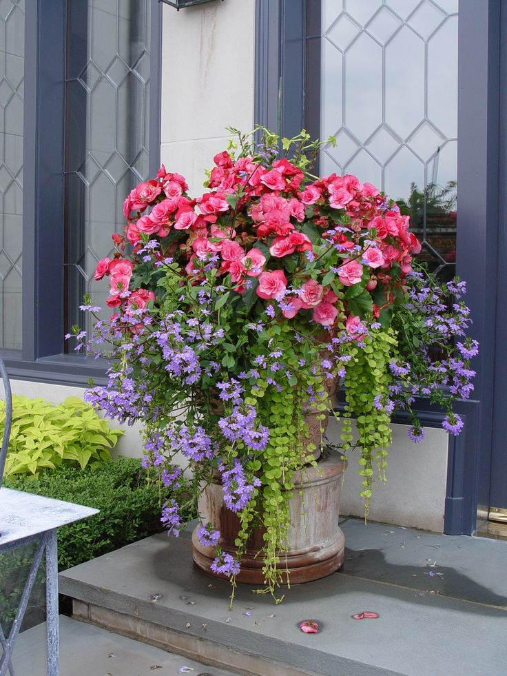 Summer Planting Ideas
 558 best CONTAINERS Summer ideas from The Barn Nursery