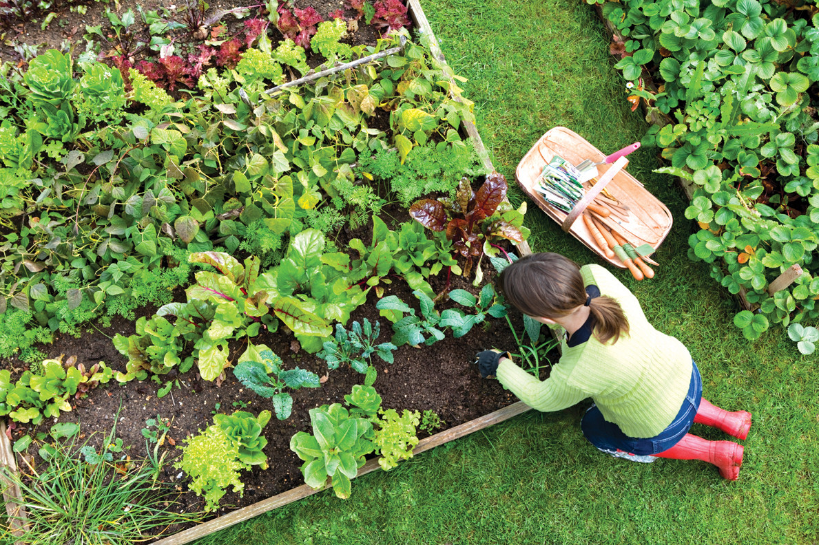 Summer Planting Ideas
 Gardening for a better home Archives UK Living Blog
