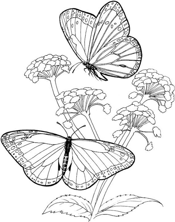 Adult Butterfly Coloring Pages
 Butterfly Coloring Page