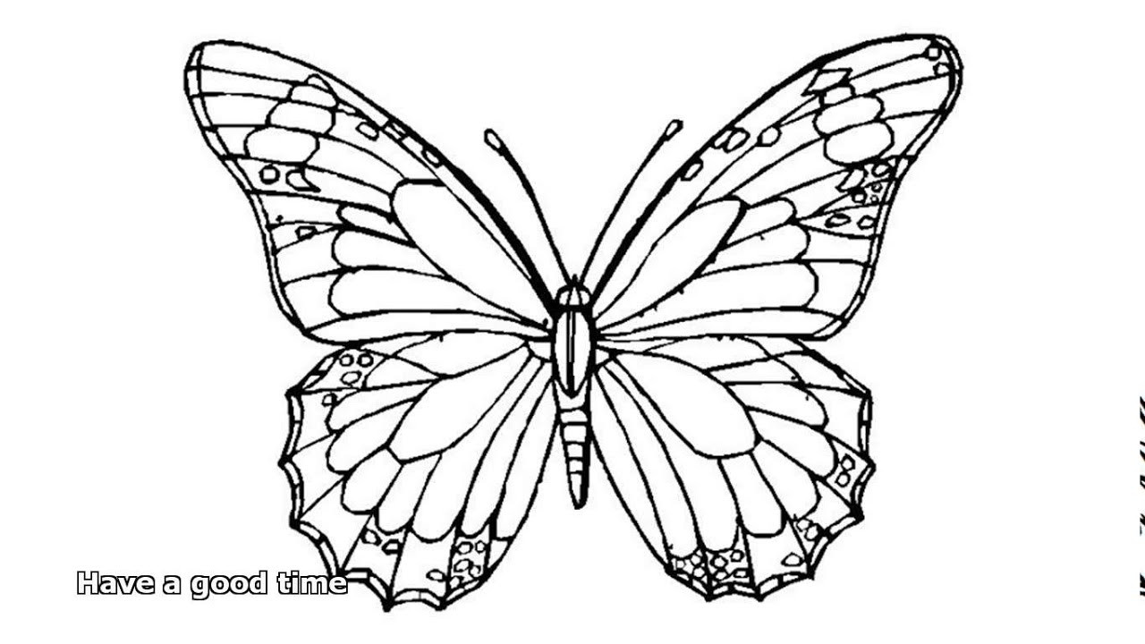 Adult Butterfly Coloring Pages
 butterfly coloring pages