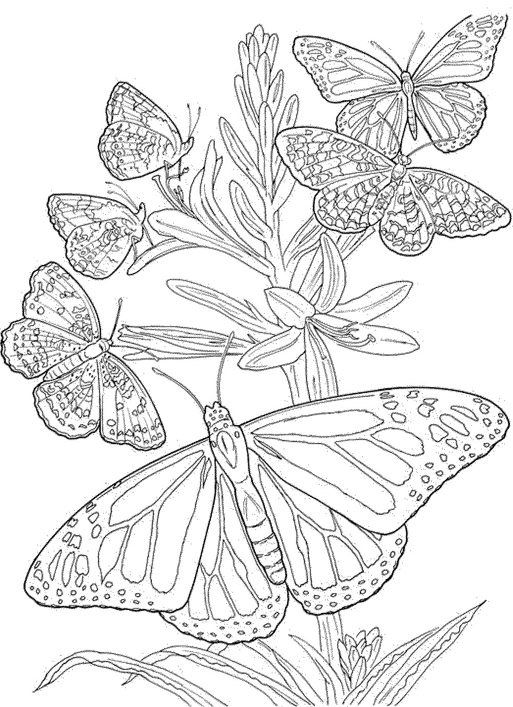 Adult Coloring Free Pages
 coloring book pages for adults Printable Kids Colouring