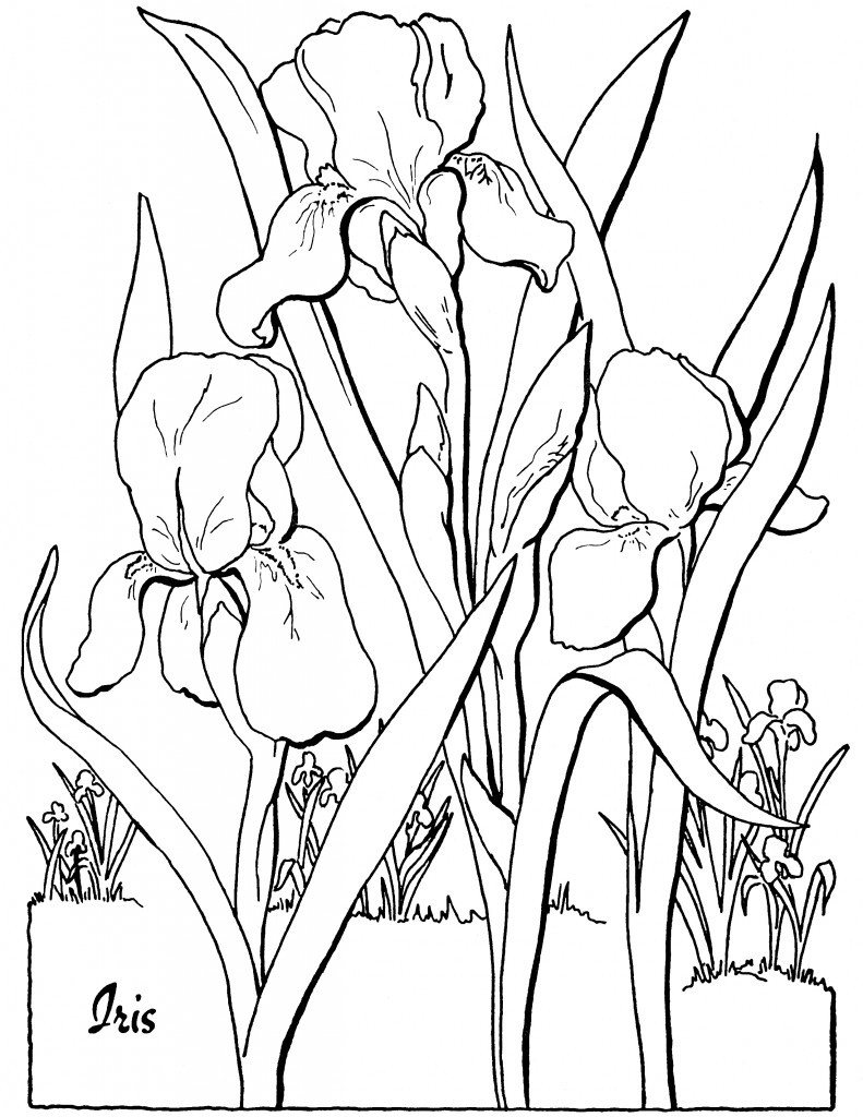 Adult Coloring Free Pages
 Free Adult Floral Coloring Page The Graphics Fairy