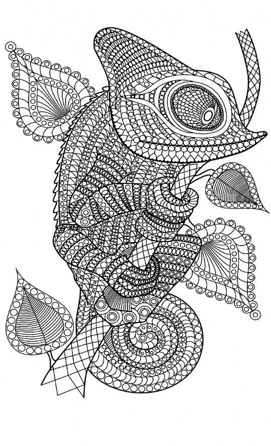 Adult Coloring Pages Animal Patterns
 Adult coloring pages animal patterns