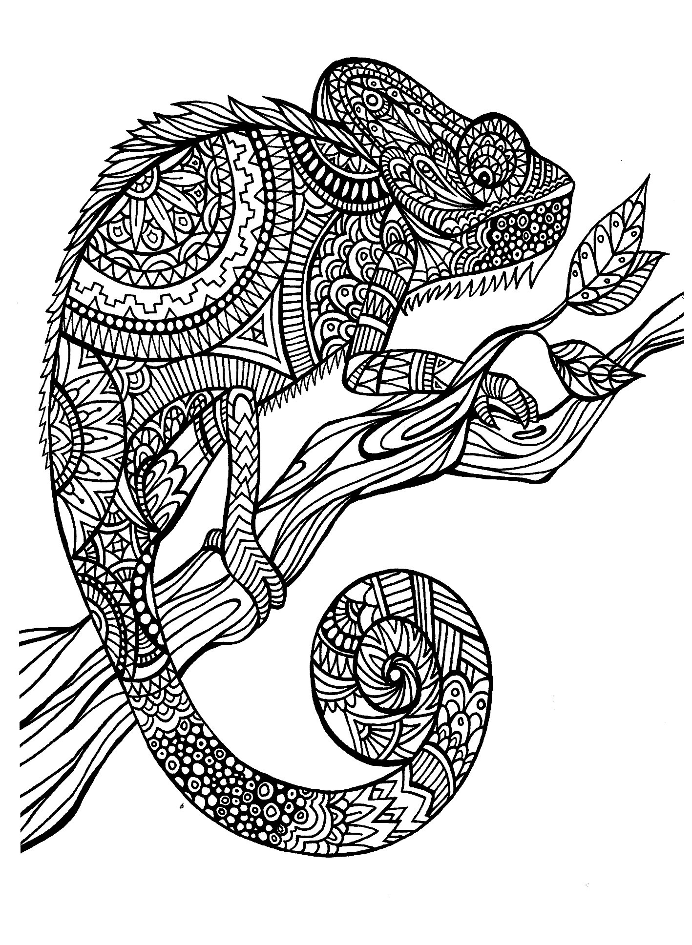 Adult Coloring Pages Animal Patterns
 Cameleon patterns Animals Coloring pages for adults