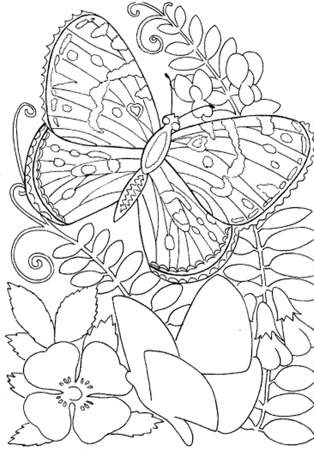 Adult Coloring Pages For Free
 Free Owl Adult Coloring Pages To Print Coloring Home