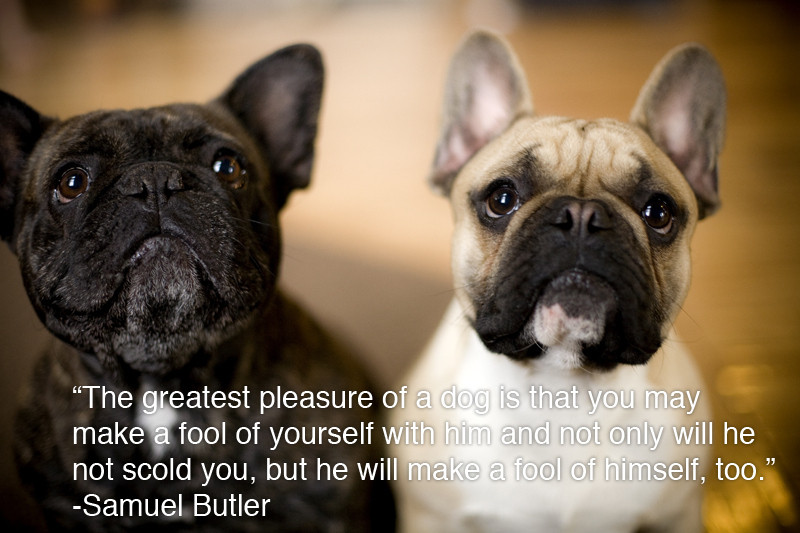 Animal Quotes Inspirational
 25 Inspiring Quotes For People Who Love Animals