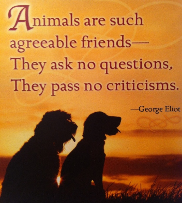 Animal Quotes Inspirational
 10 Inspiring Quotes about Animals e Green Planet