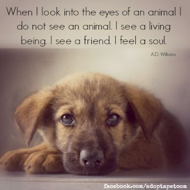 Animal Quotes Inspirational
 10 Inspiring Quotes about Animals e Green Planet
