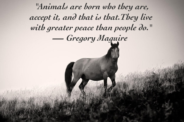 Animal Quotes Inspirational
 25 Quotes About Animals That Will Make You A Better Human