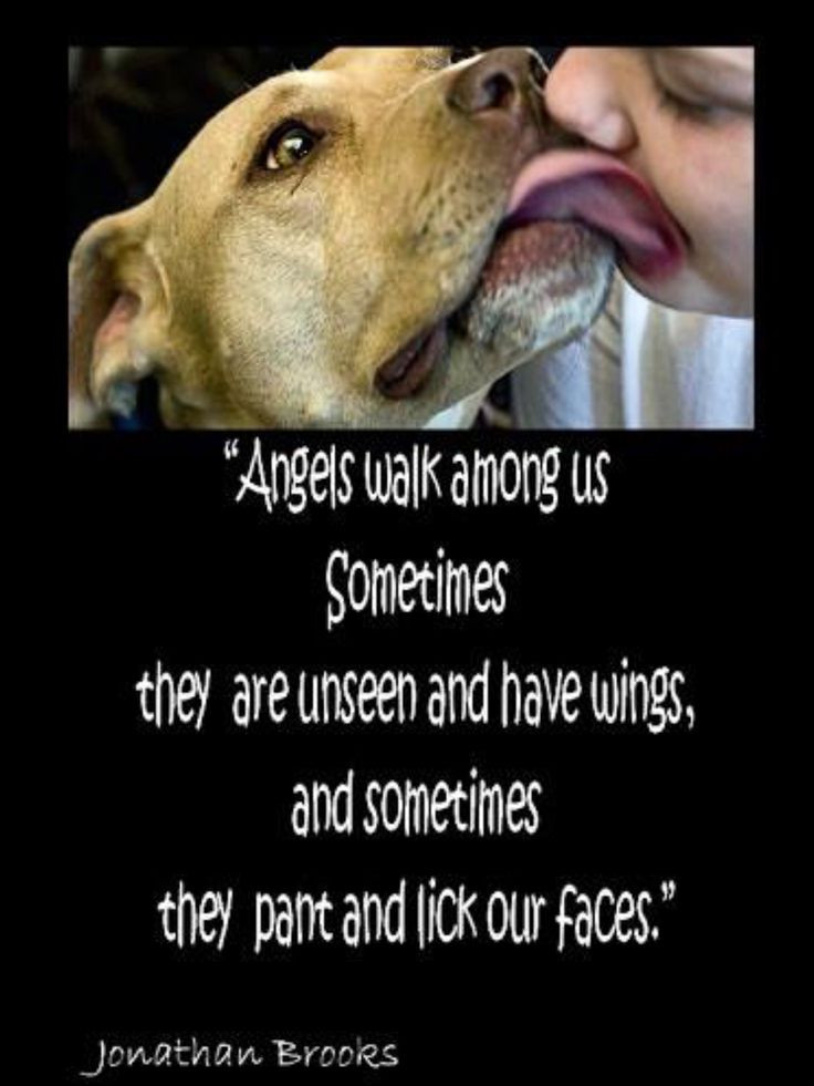 Animal Quotes Inspirational
 80 best ssrdogs images on Pinterest