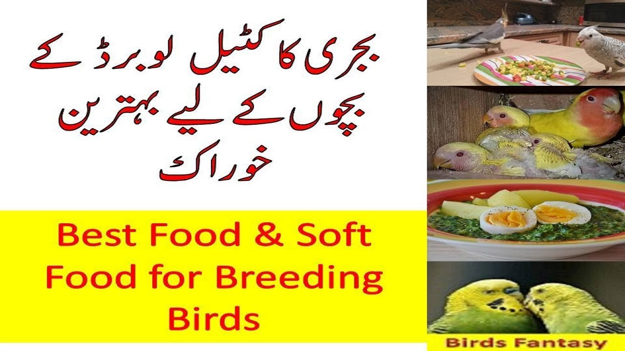 Baby Bird Food Recipe
 Best food for breeder birds Baby Budgie Food Recipe