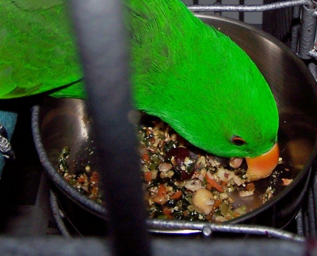 Baby Bird Food Recipe
 Parrot Enrichment Blog Chop Mix