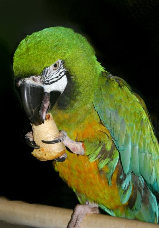 Baby Bird Food Recipes
 17 Best images about Best Parrots healthy recipe Bir