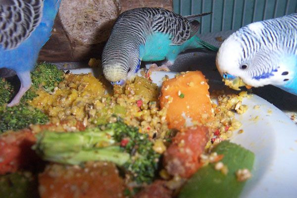 Baby Bird Food Recipes
 Simple healthy budgie food recipes you can make at home