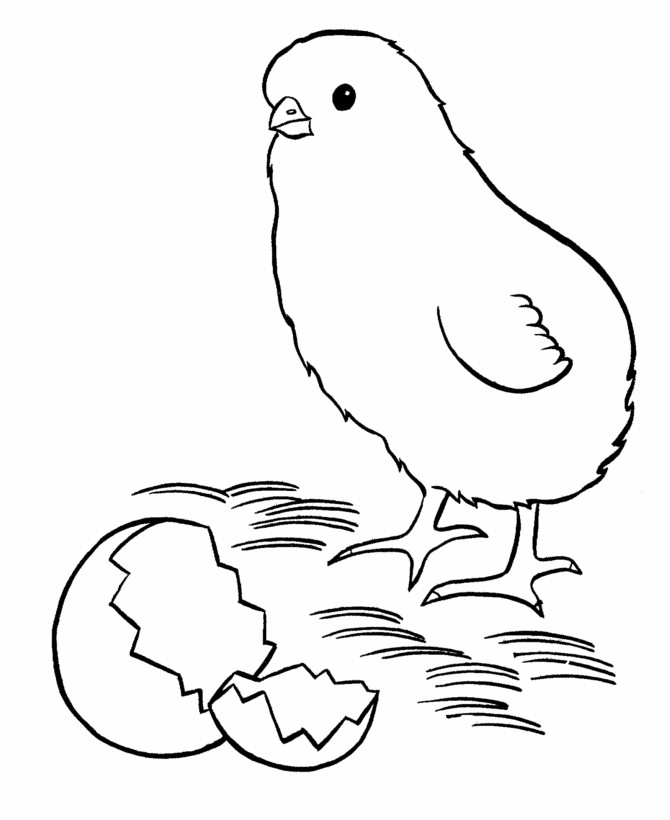 Baby Chicks Coloring
 Easter Chick Coloring Pages New baby chick easter