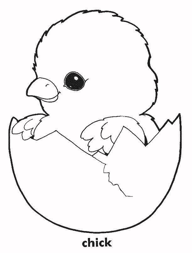 Baby Chicks Coloring
 Printable of Baby Chicks