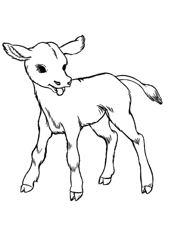 Baby Cow Coloring Pages
 Baby Cows Coloring Pages Kids Play Color