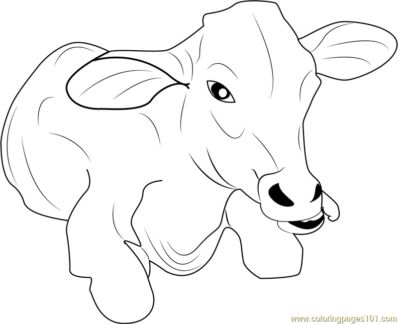 Baby Cow Coloring Pages
 Baby Calf Coloring Coloring Pages